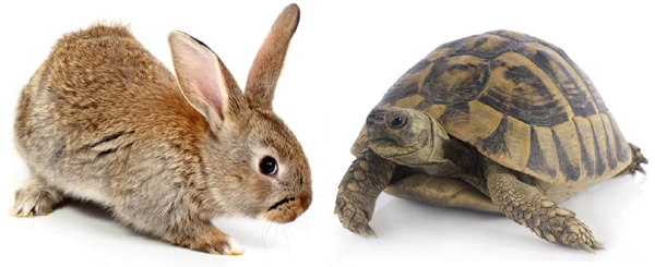 tortoise-hare